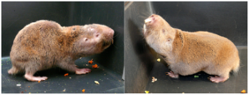 Breeding status determines the pace of aging in gray mole rats (Fukomys mechowii).