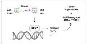 RFX7, ein Transkriptionsfaktor und Tumorsuppressor.