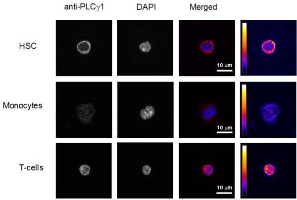 Plcg1 signaling