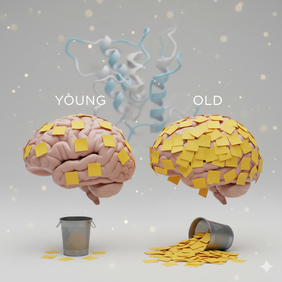 Aging brain