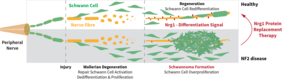 Nerve regeneration