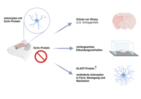 Astrozyten ohne Ezrin-Protein