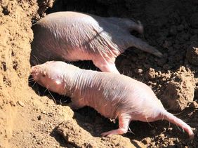 Naked mole-rats (Source: Karol Szafranski / FLI)