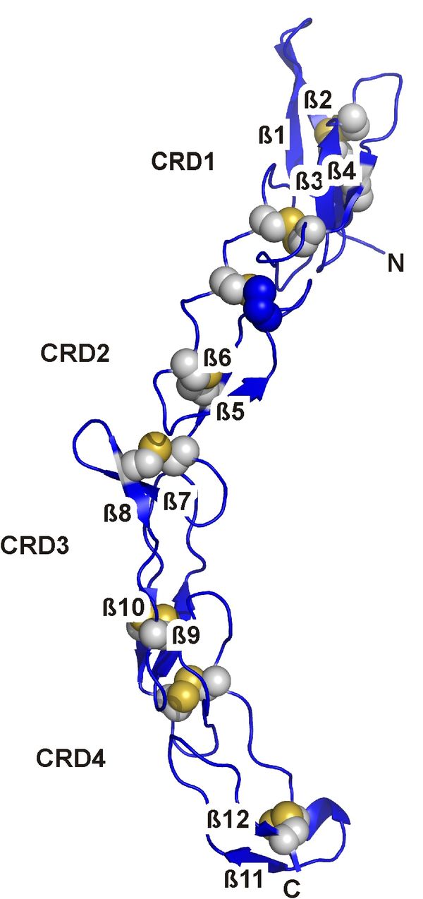Kristallstruktur des "death receptor six" (DR6)