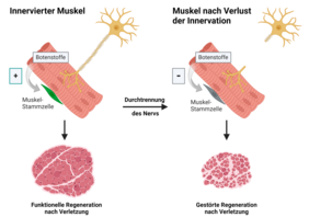 The graphic documents how nerve connections influence the healing process (Graphic: created with Biorender).