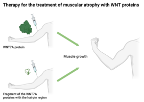 WNT7A protein