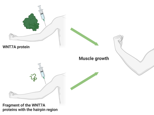 WNT7A protein can increase muscle mass