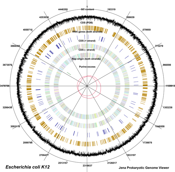 Sühnel: zirkuläre Darstellung von Eigenschaften des Genoms E. coli K12
