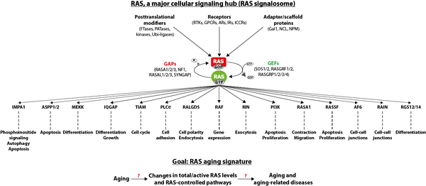 RAS-controlled signaling pathways