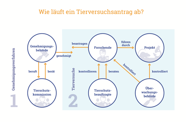 Ablauf Tierversuchsantrag