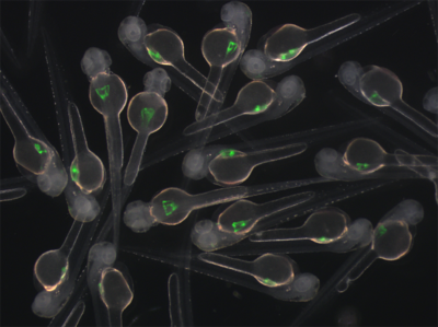 Niere im Zebrafisch Embryo Niere im Zebrafisch Embryo