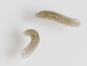 Planaria