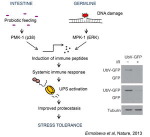 Ermolaeva: Systemic Stress Tolerance