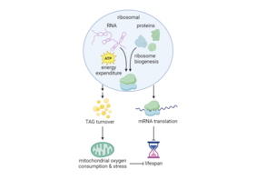 Grafic of Biorender