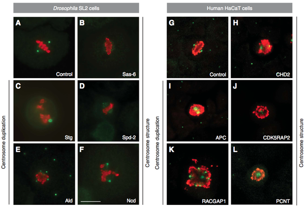 Ploubidou: Immunofluorescence microscopy micrographs of mitotic cells