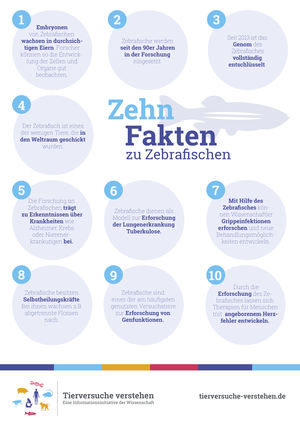 10 Fakten zum Zebrafisch