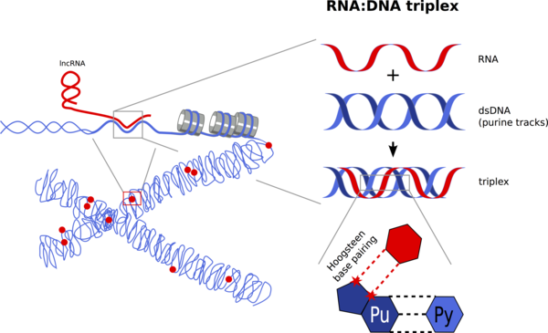 RNA/DNA Triplex (Source: Bierhoff Lab)