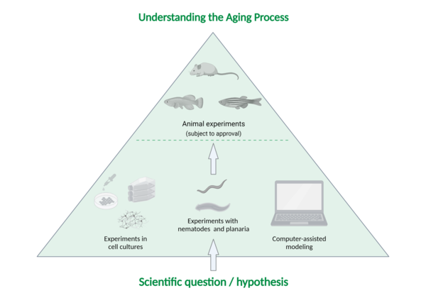 System of planning scientific experiments at FLI