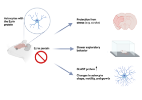 Astrocytes without Ezrin protein