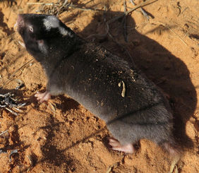 Graumull (Fukomys damarensis) (Quelle: Radim Sumbera/Universität Duisburg-Essen)