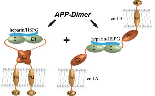 Dimerization of APP