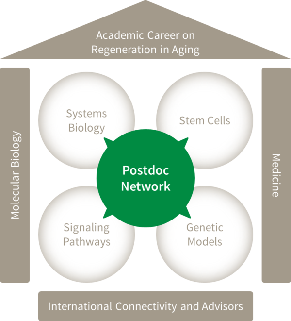 Postdoc Network RegenerAging