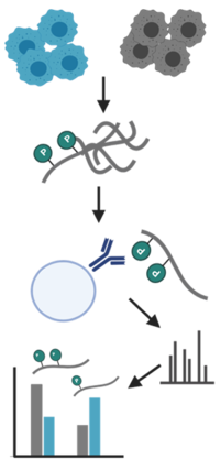 FLI: Proteomics workflow