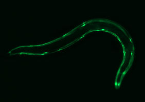 Nematode C. elegans