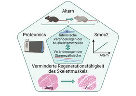 Muskelregeneration