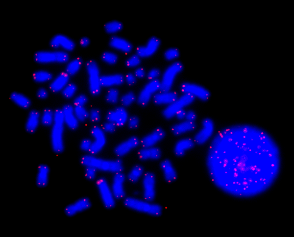 Telomeres: The protective caps of our DNA.