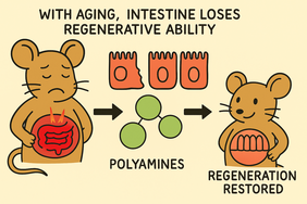 Intestine regeneration