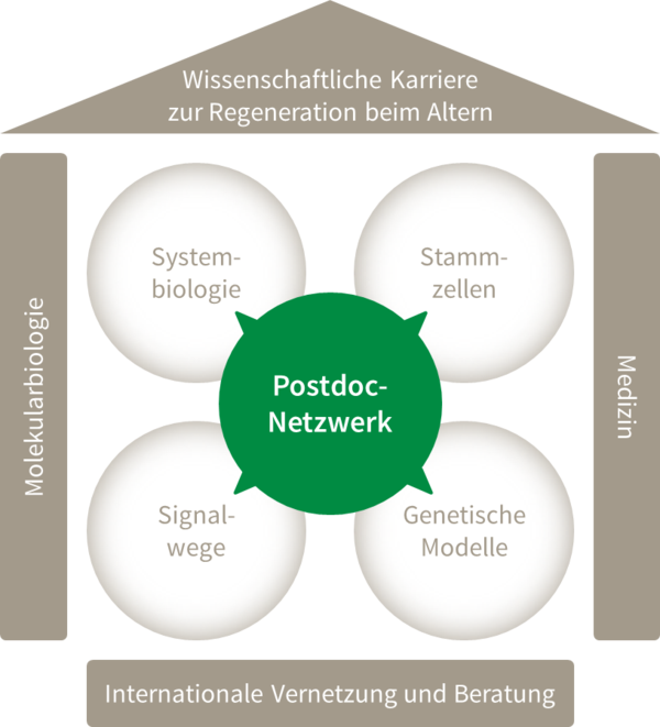 Postdoc-Netzwerk RegenerAging