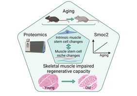 Muscle regeneration