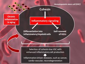 InflammAging