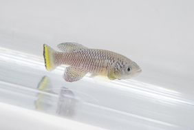 Killifish