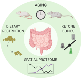 Proteome of the intestinal epithelium