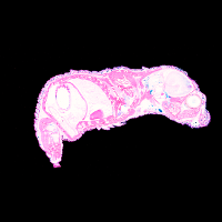 Schnitt 12