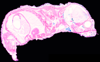 Schnitt 13