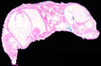 Schnitt 14