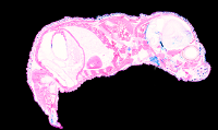 Schnitt 15