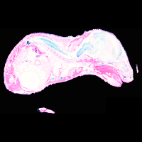 Schnitt 33