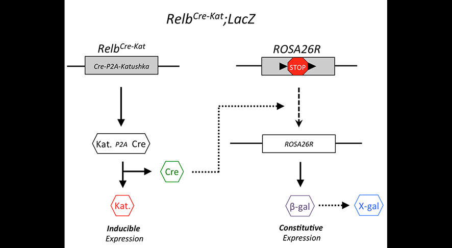 Reporter Scheme Visualisation