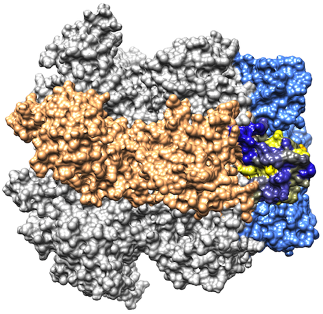 Modell des „Minichromosome Maintenance (MCM)“-Komplexes aus Archaebakterien