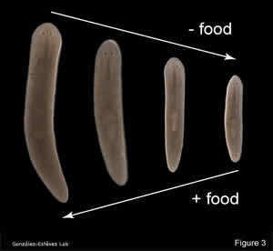 Growth and de-growth in planarians