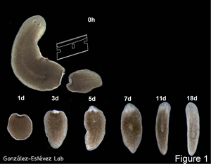 Planarian's regeneration