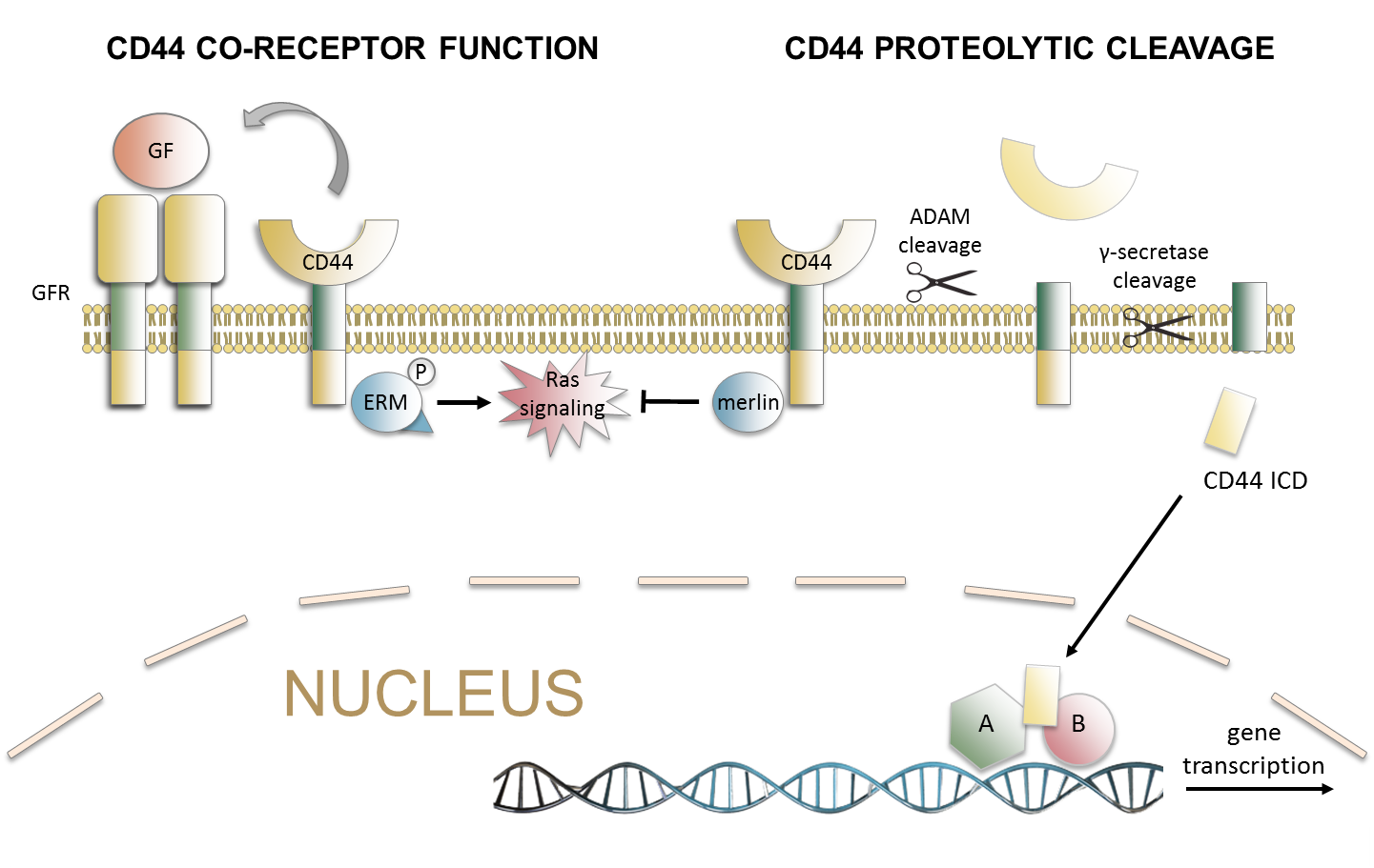 Cleavage in reptiles image