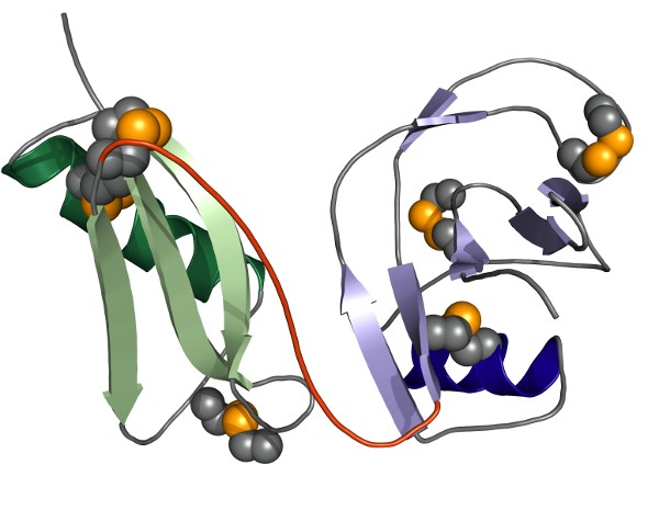 Crystal Structure of E1d-domain of APP