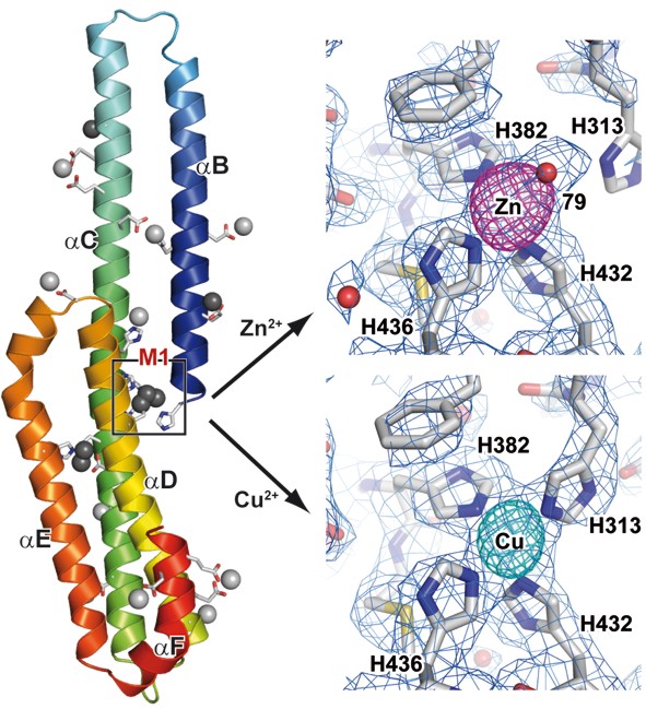 Crystal structure of the E2-domain of APP