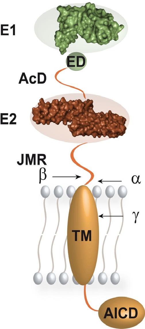 Membrane-bound APP protein