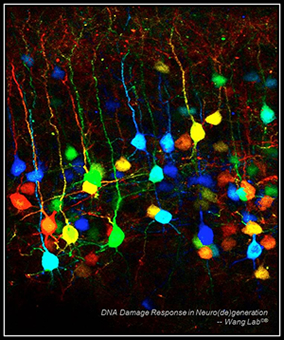 DNA damage response